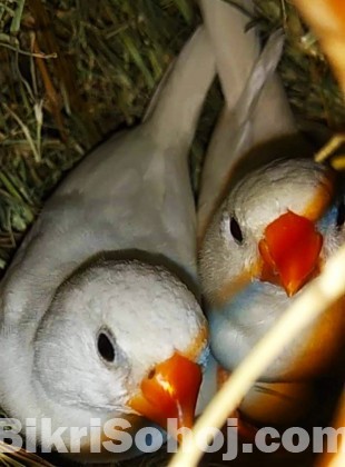 White zebrafinch